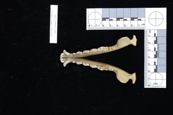 Media type: image;   Mammalogy BANGS-1991 Description: Image of skeleton specimen - dorsal view. dorsal view of mandible.;